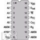 MC145027P REMOTE CONTROL DECODER